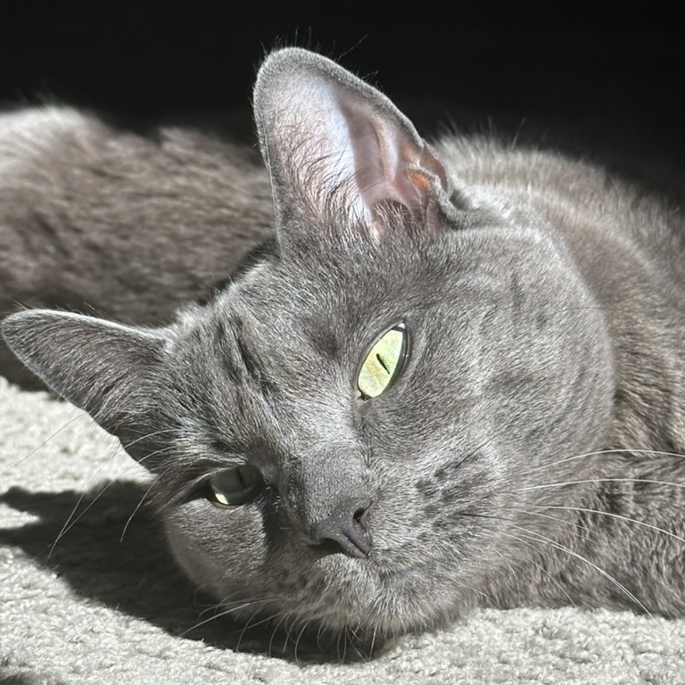 Azula the cat